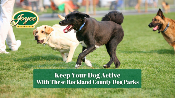 With summer approaching fast, you'll want to give your canine family members plenty of opportunities to run outside. Here are the Rockland County dog parks to visit.