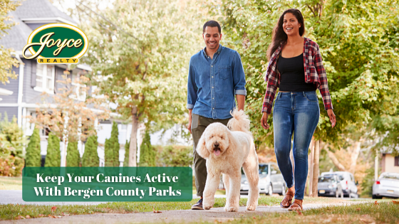 Keeping your canine family members actively is one of the best ways to make them happy. Here are the Bergen County spots where you can keep your dogs active.