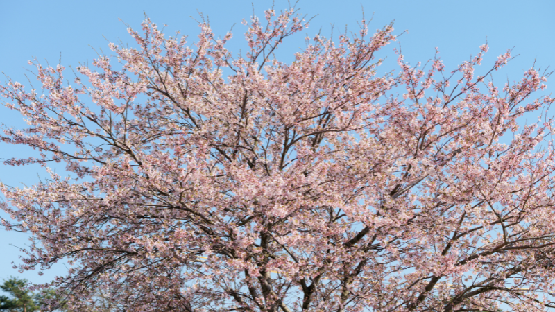 Bergen County Cherry Blossom Viewing and Spring Walks | Joyce Realty